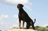 DOBERMANN 1183